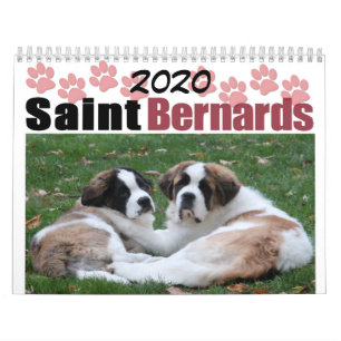 2020 Süße Hunderasse Saint Bernard Welpe Kalender