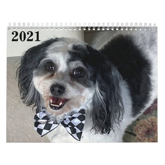 2021 K-Cee II Zuchon Dog Kalender (Titelbild)