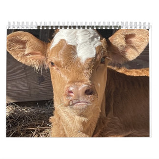 2023 Cow Calendar Kalender