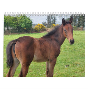 2023 Kalender Durcheinander gezüchtete Mares and F