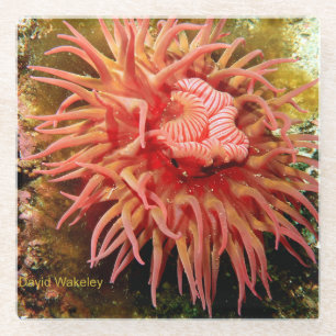 2023 Northwest Calendar April Glass Untersetzer