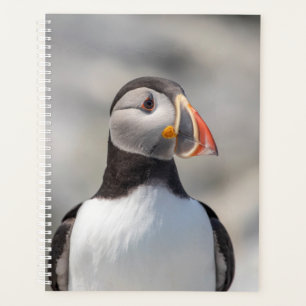 2024 Atlantic Puffin in Maine Planer