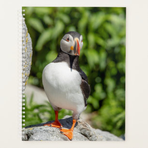 2024 Atlantic Puffin in Maine Planer
