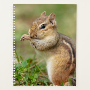 2024 Chipmunk in den Adirondacks Planer