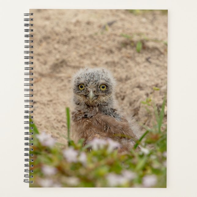 2024 Junge Burrowing Owl Planer (Vorderseite)