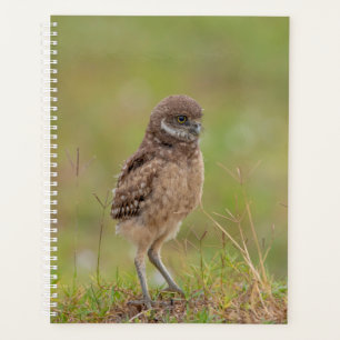2024 Junge Burrowing Owl Planer