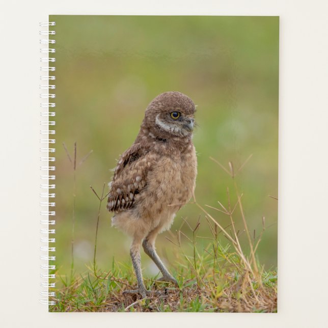 2024 Junge Burrowing Owl Planer (Vorderseite)