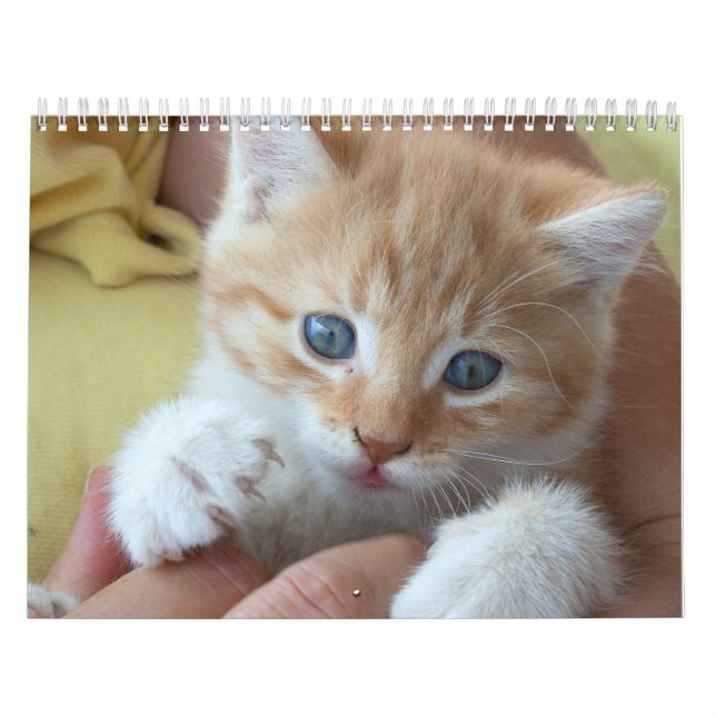2024 Liebliche orangefarbene Katzen Kalender (Titelbild)