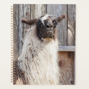 2024 Llama im Betrieb Planer