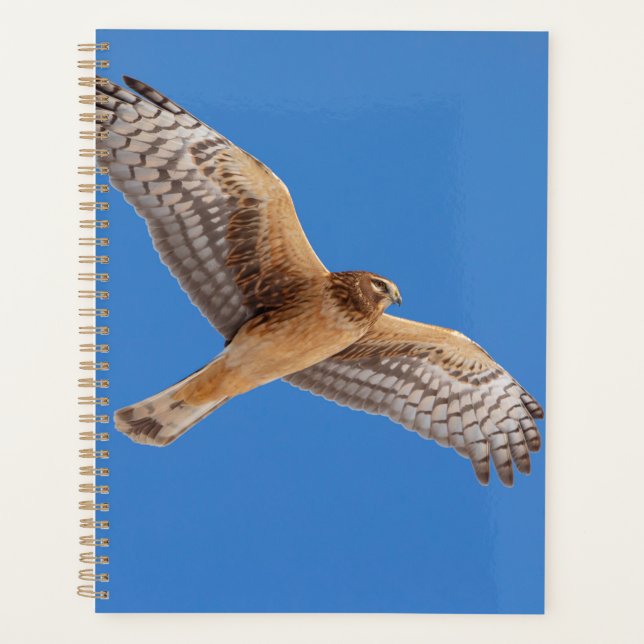 2024 Northern Harrier Hawk Planer (Vorderseite)