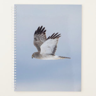 2024 Northern Harrier Hawk Planer