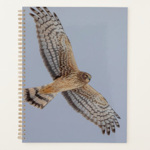 2024 Northern Harrier Hawk Planer