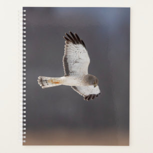 2024 Northern Harrier Hawk Planer