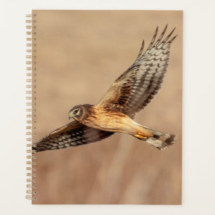 2024 Northern Harrier Hawk Planer