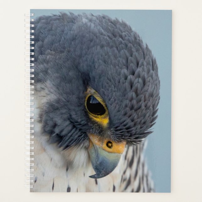2024 Peregrine Falcon Planer (Vorderseite)