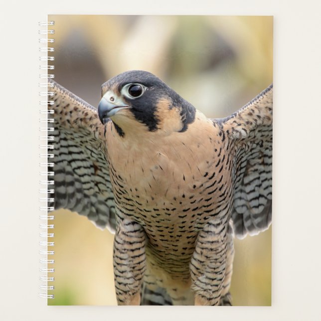 2024 Peregrine Falcon Planer (Vorderseite)