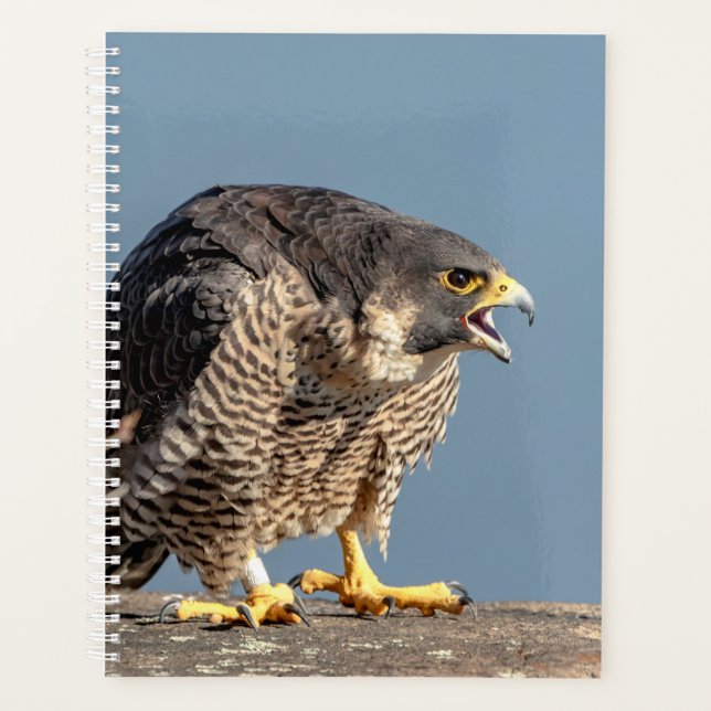 2024 Peregrine Falcon Planer (Vorderseite)