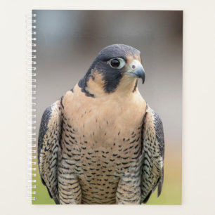 2024 Peregrine Falcon Planer