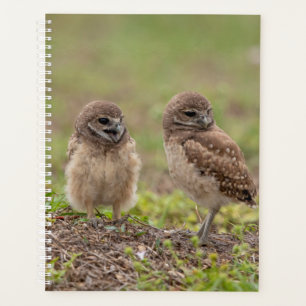 2024 Planer für junge Burrowing Owls
