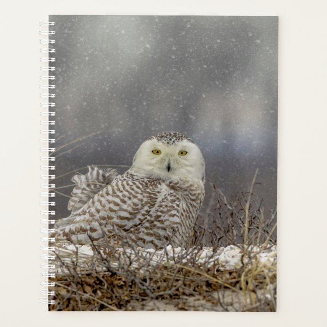 2024 Snowy Owl Planer (Vorderseite)