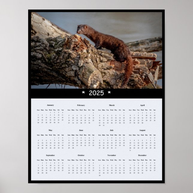 2025 American Mink Wall Calendar Poster (Vorne)