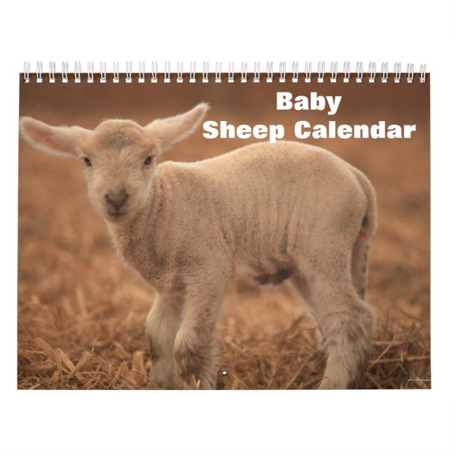 2025 Baby Sheep Lamb Kalender (Titelbild)