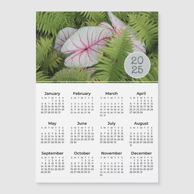 2025 Foto Magnet Ferns & Caladium (Vorderseite)
