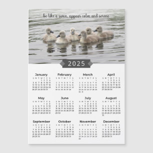 2025 Kalender Baby Swans Fotograf Magnet