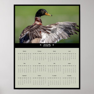 2025 Mallard Duck Wall Calendar Poster
