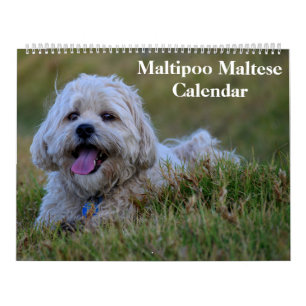 2025 Maltipoo Maltese Puppy Kalender