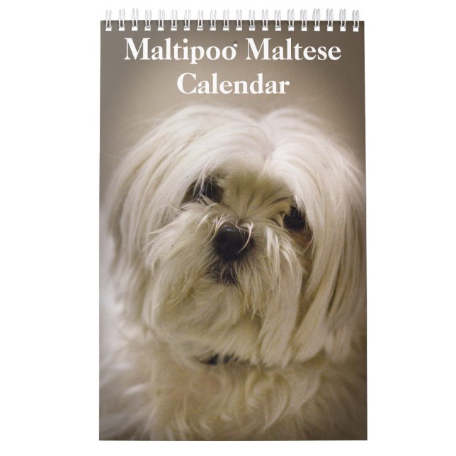 2025 Maltipoo Maltese Puppy Kalender (Titelbild)