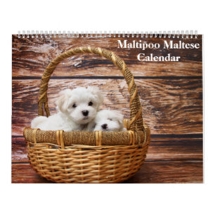 2025 Maltipoo Maltese Puppy Kalender