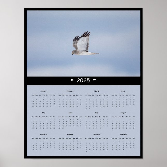 2025 Northern Harrier Hawk Wall Calendar Poster (Vorne)