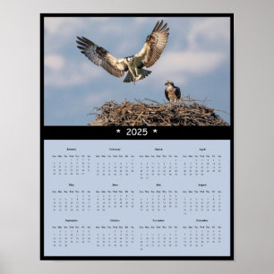 2025 Osprey Wall Calendar Poster