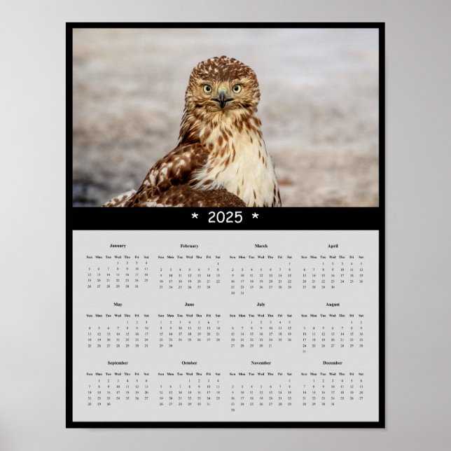 2025 Red-Tail Hawk Wall Calendar Poster (Vorne)