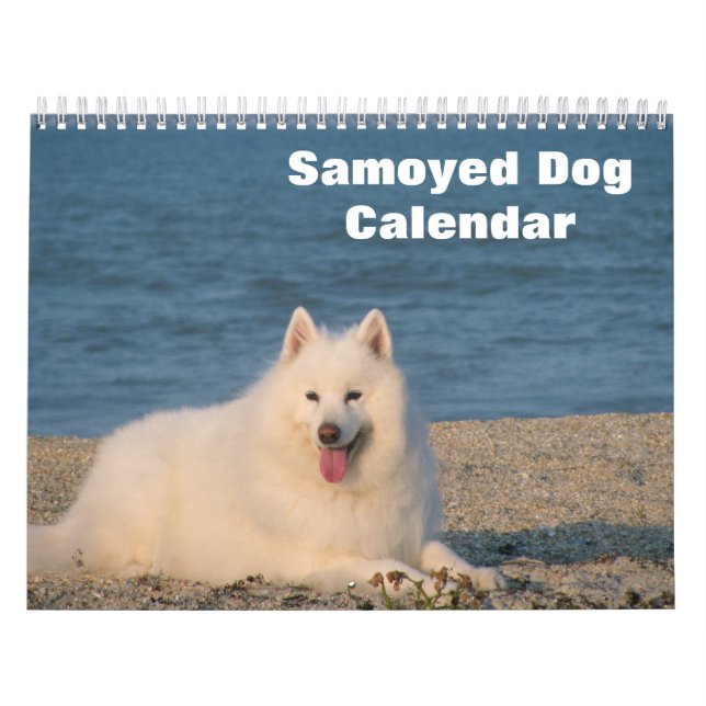 2025 Samoyed Hund Kalender (Titelbild)