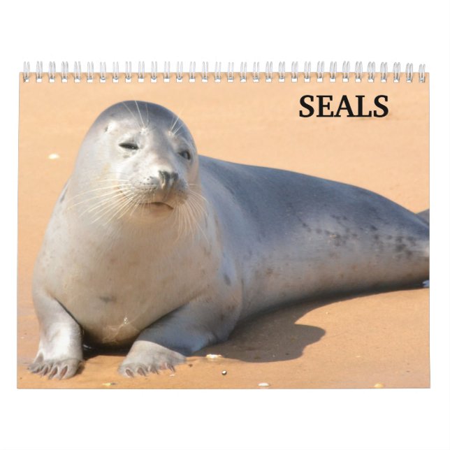 2025 Sea Lion Siegels Calendar Kalender (Titelbild)