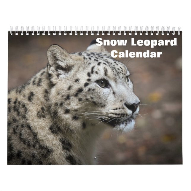 2025 Snow Leopard-Kalender Kalender (Titelbild)