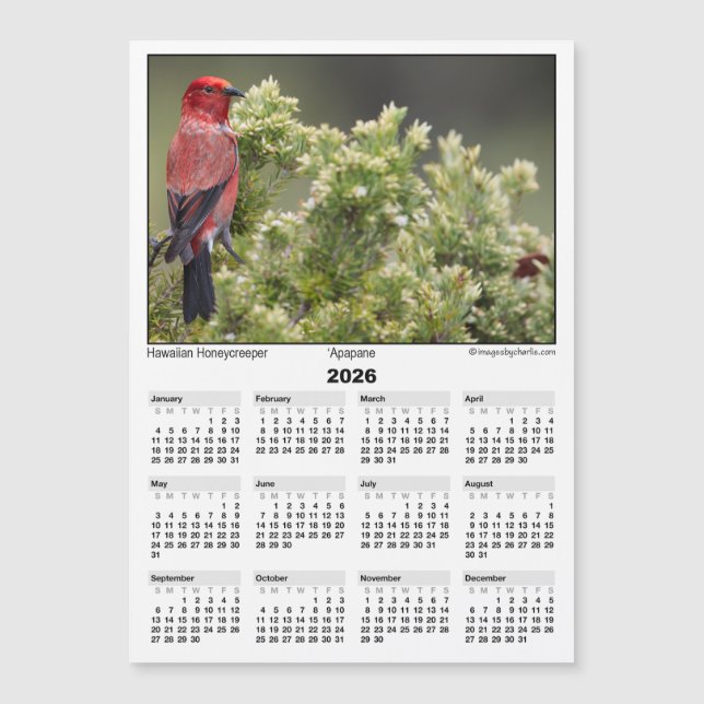 2026 5x7 Magnet Calendar Apapane Hawaiian Bird (Vorderseite)