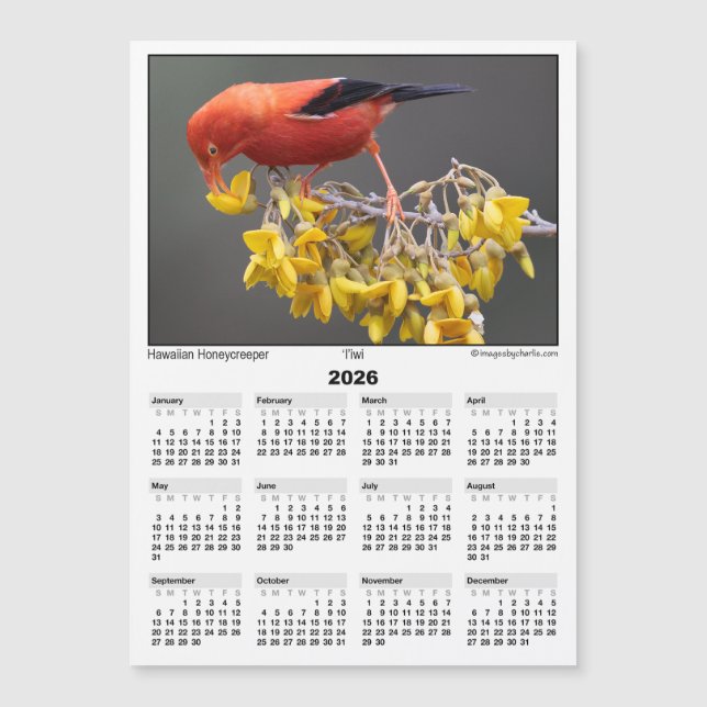 2026 5x7 Magnet Calendar Iiwi Hawaiian Bird (Vorderseite)
