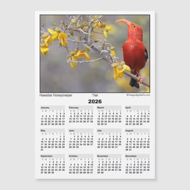 2026 5x7 Magnet Calendar Iiwi HawaiianHoneycreeper (Vorderseite)