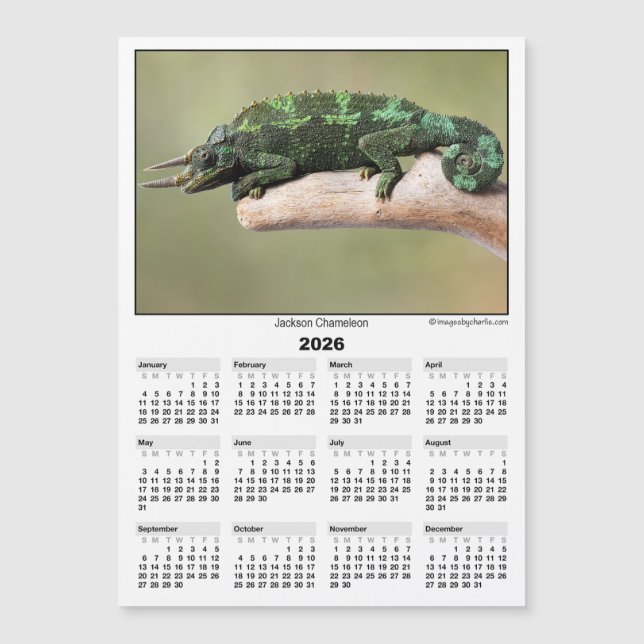 2026 5x7 Magnet Kalender Jackson Chamäleon (Vorderseite)