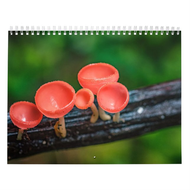 2026 Foto von verzauberten Pilzen Kalender (Titelbild)