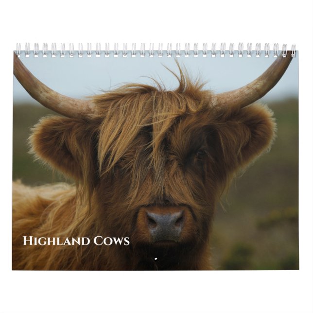2026 Kühe im Hochland Kalender (Titelbild)