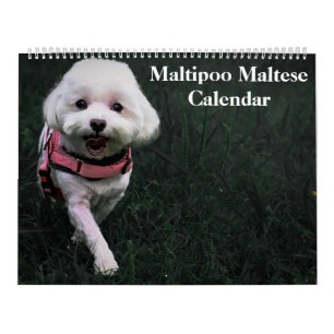 2026 Maltipoo Maltese Puppy Kalender