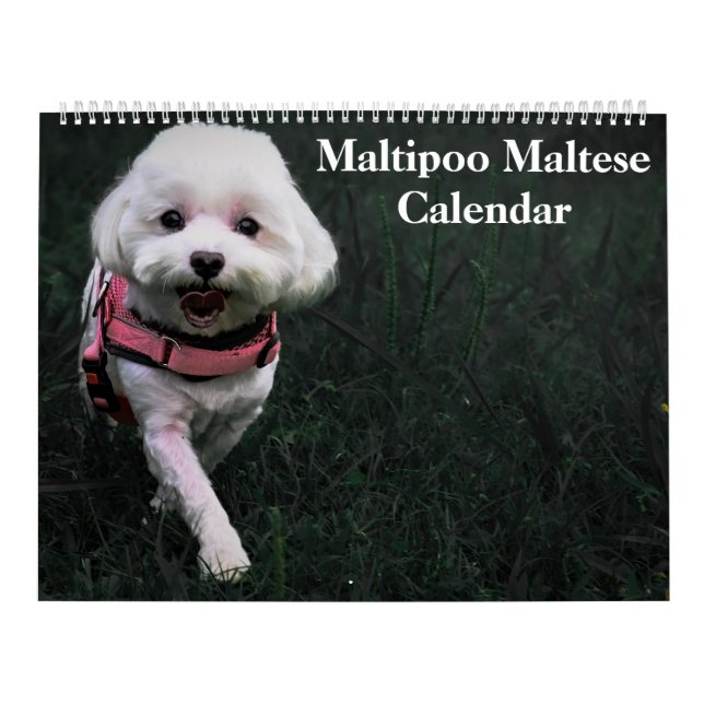 2026 Maltipoo Maltese Puppy Kalender (Titelbild)
