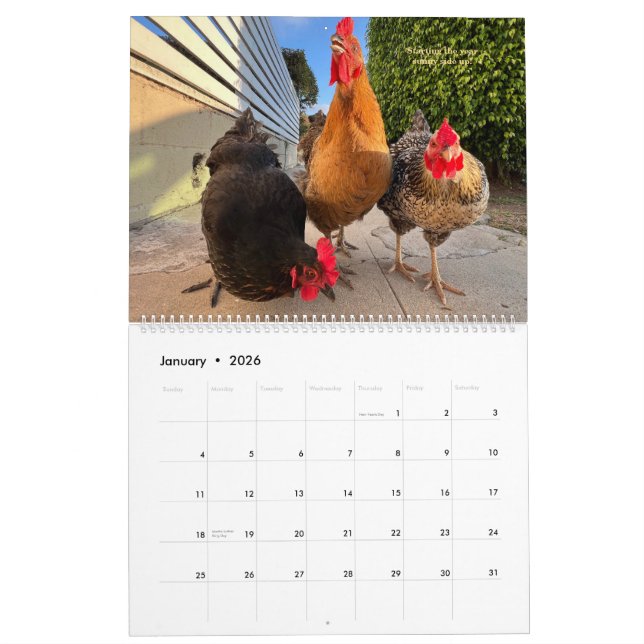 2026 Neighborhood Chicken Calendar - Large Kalender (Jan 2026)