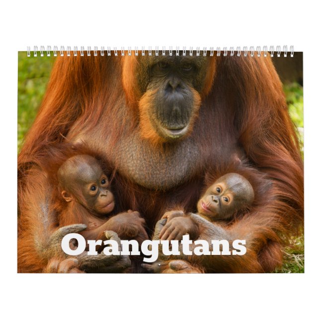 2026 Orangutan Schätze: Ein Jahr der sanften Riese Kalender (Titelbild)
