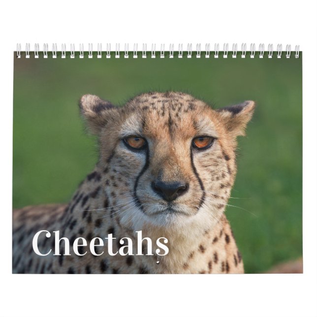 2026 Schnell und schön: Cheetah Collection Kalender (Titelbild)