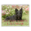 2026 SCOTTISH TERRIER CALENDAR